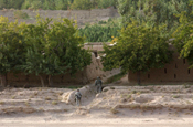 PANJWAYI, Afghanistan - Task Force Grizzly Soldiers cleared a grape vine area in Pashmul before conducting offensive operation against enemy insurgents in Panjwayi here on Sept. 11 during Operation Medusa. TF Grizzly fought over 1,000 insurgents in the area in this 20 days operation. (Photo by Army Sgt. Mayra Kennedy)